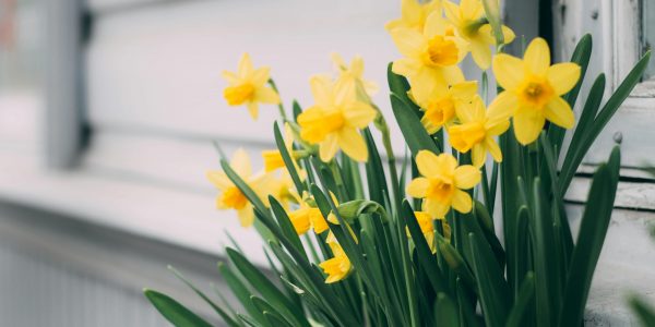 Daffodils